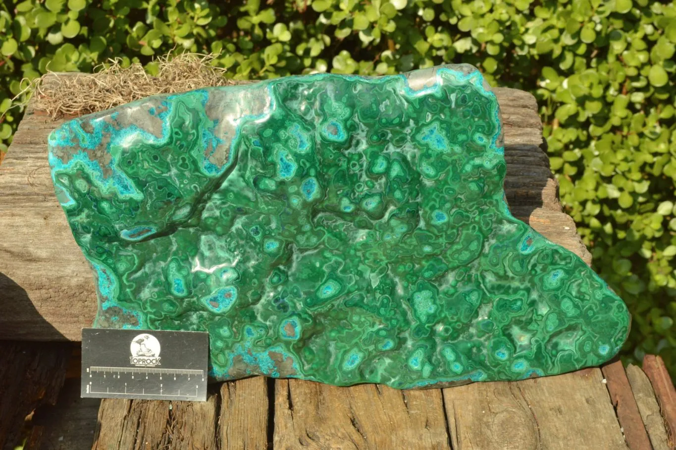 Polished XL Malachite Free Form With Blue Chrysocolla Rings x 1 From Congo