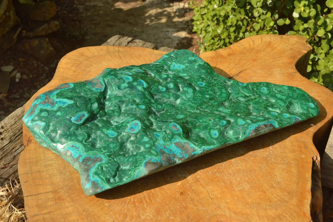 Polished XL Malachite Free Form With Blue Chrysocolla Rings x 1 From Congo