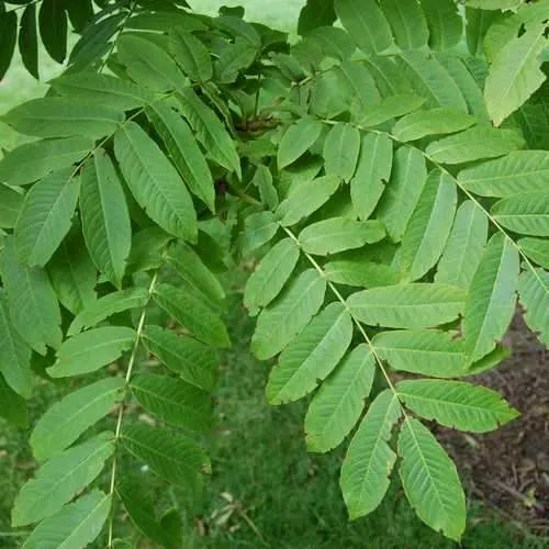 Pterocarya rhoifolia - Japanese Wingnut