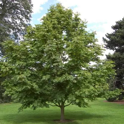 Pterocarya rhoifolia - Japanese Wingnut