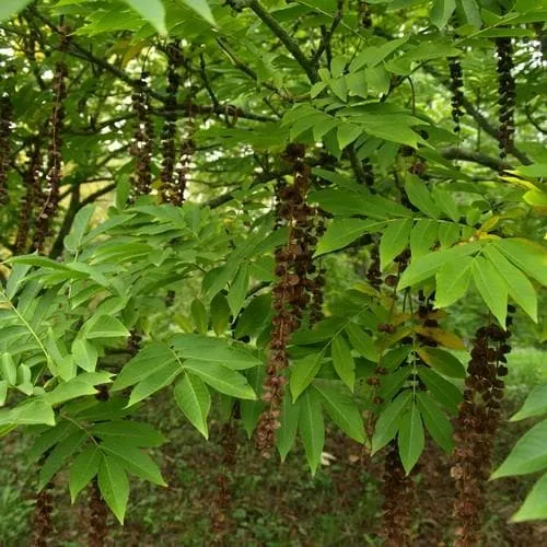 Pterocarya rhoifolia - Japanese Wingnut