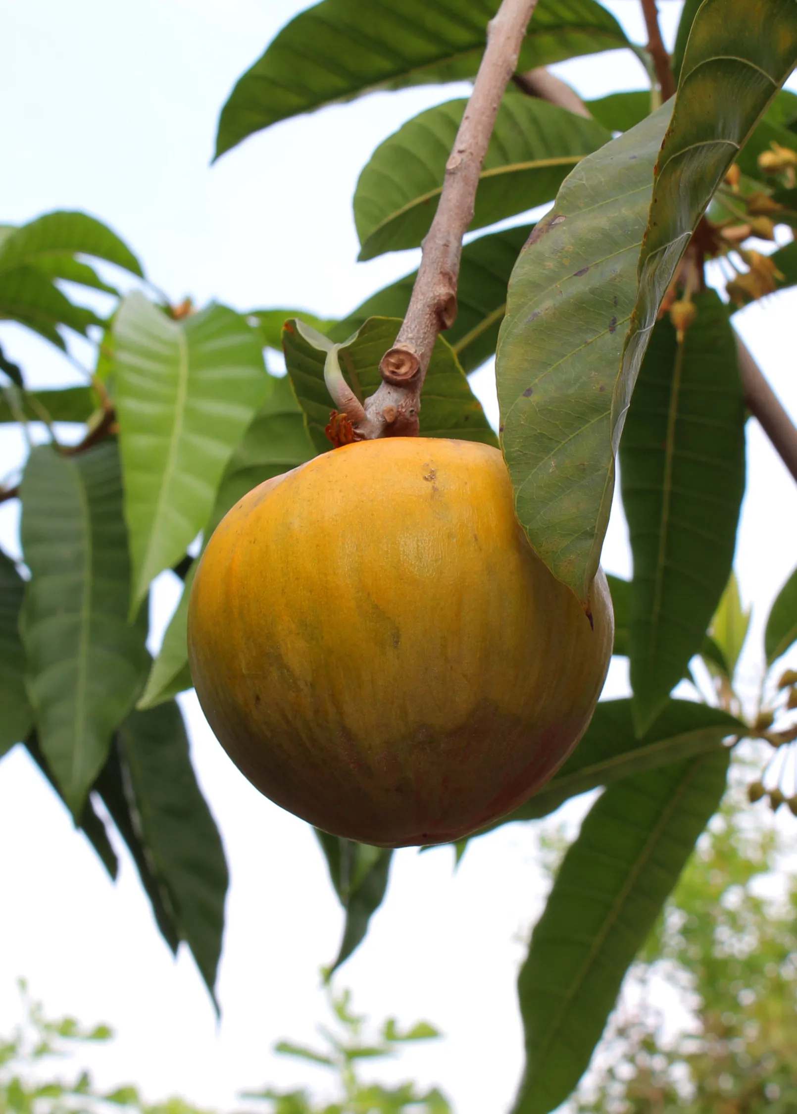 Ross Sapote (Pouteria)