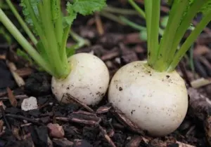 Shogoin Japanese Turnip  - Heirloom Vegetable - Brassica rapa - 100 Seeds