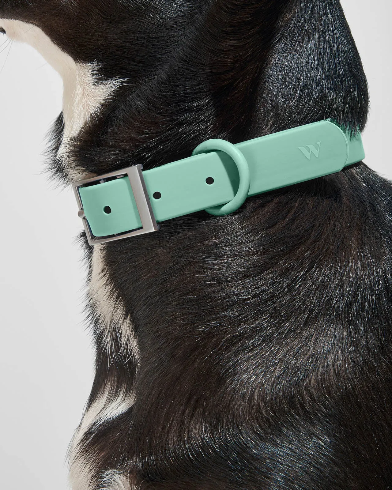 Splendid x Wild One Dog Collar