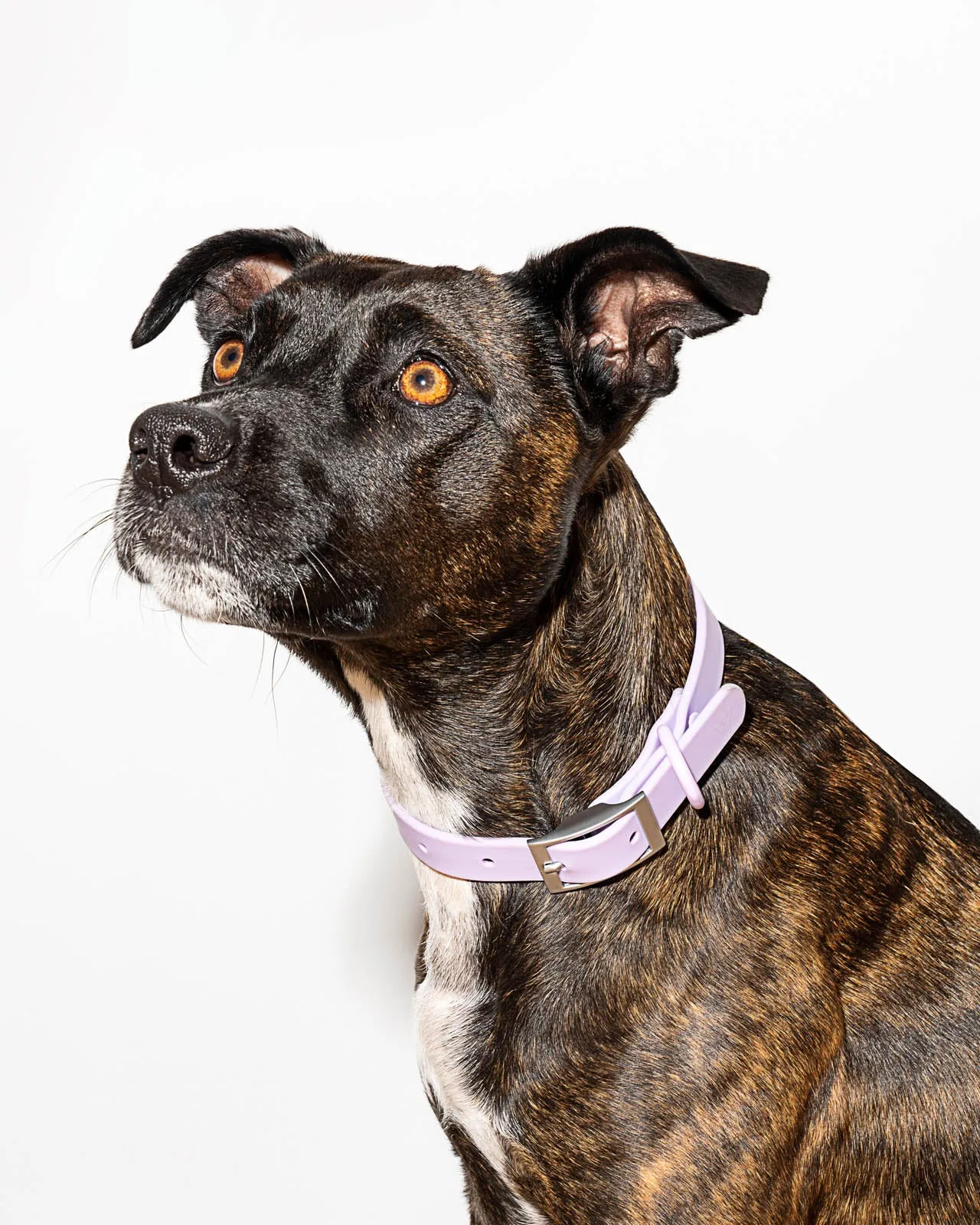 Splendid x Wild One Dog Collar