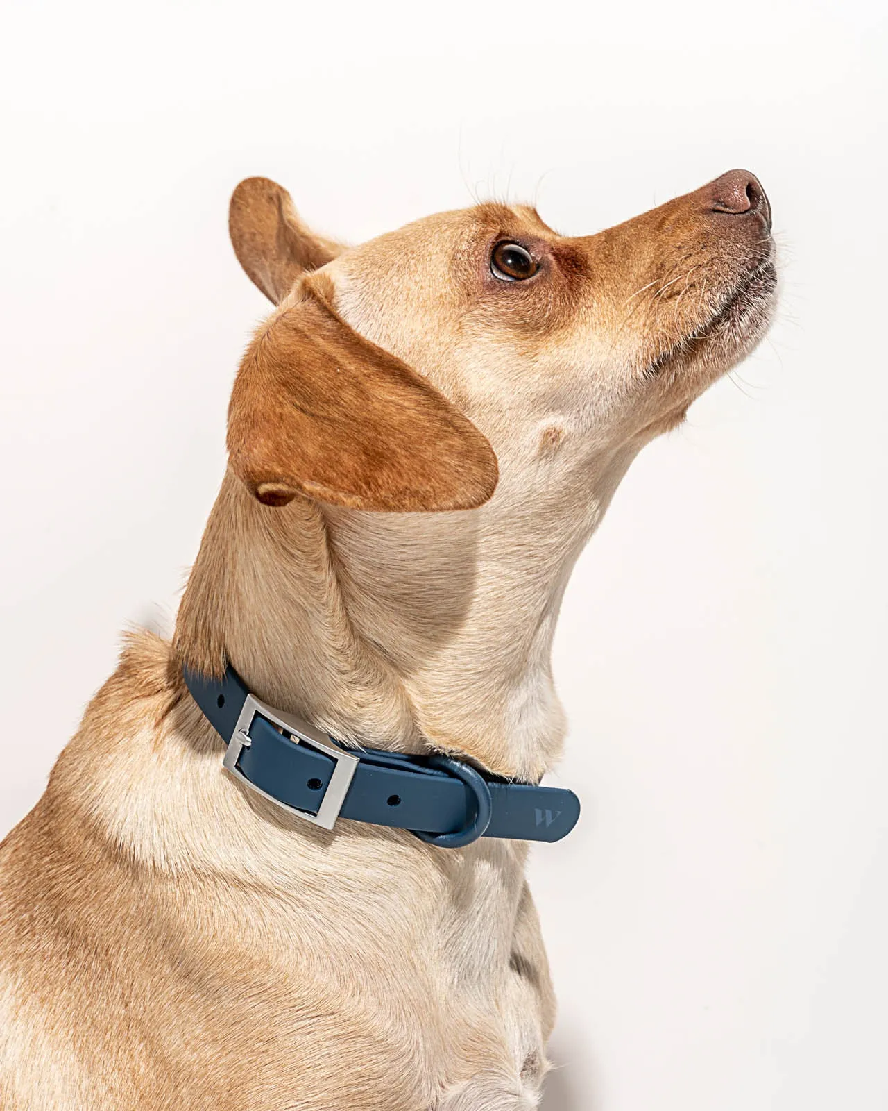 Splendid x Wild One Dog Collar